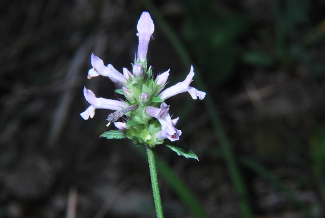 Stachys officinalis
